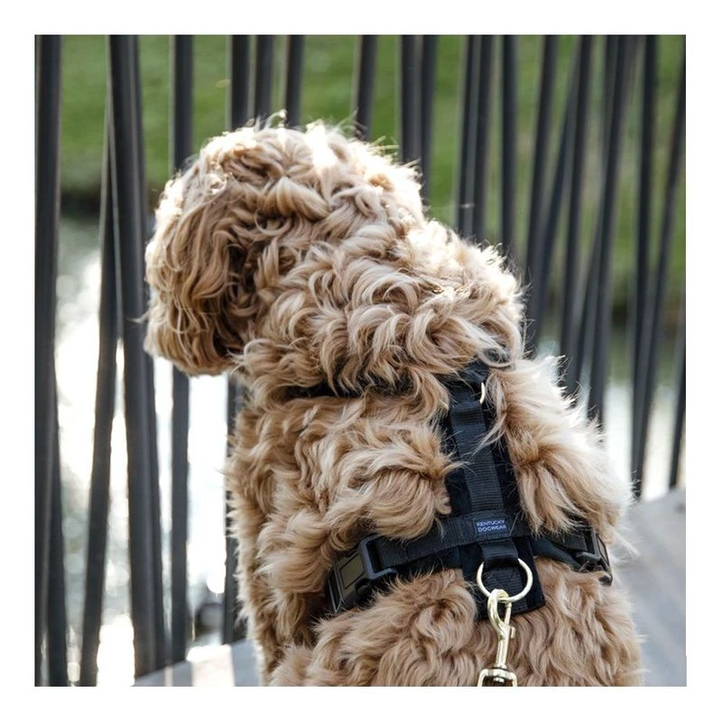 Velvet dog harness cheap